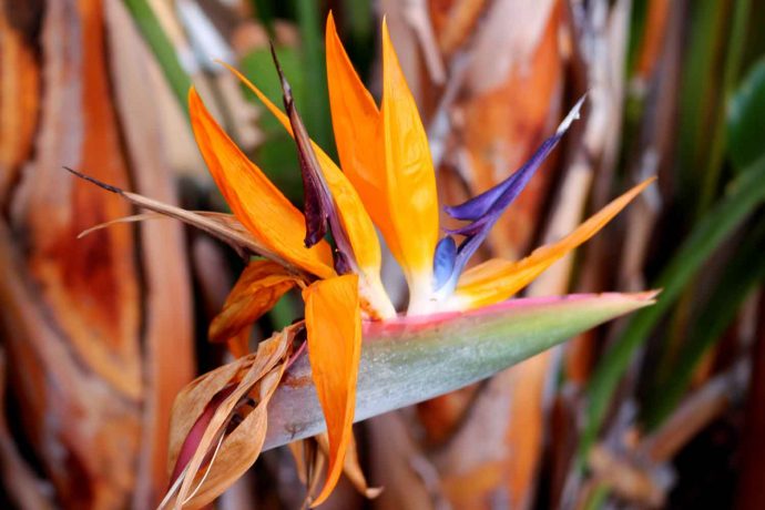 Foto Strelitzien Pflanzen Blumen warme bunte Farben orange