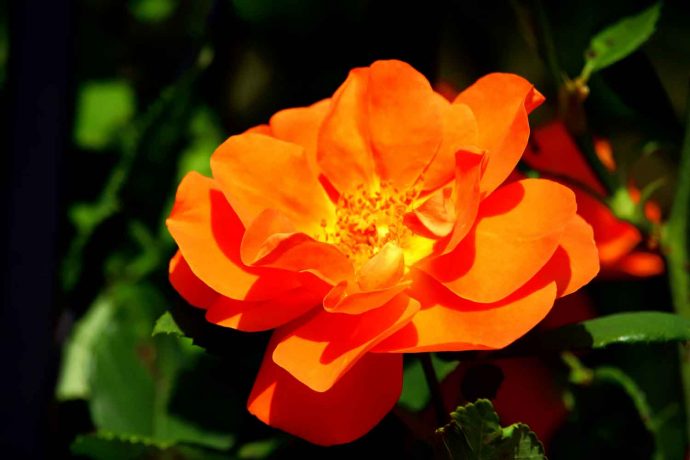 Foto Rose Pflanzen Blumen bunte Farben orange grün