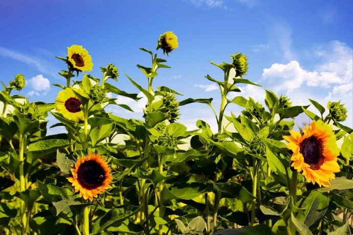 Foto Sonnenblumen Pflanzen Blumen Himmel mit Wolken bunte Farben gelb, grün und blau